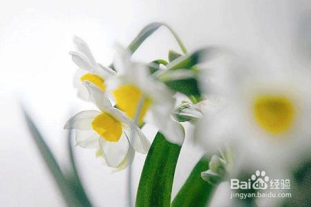 凛冬已至,闲以养花,最怡趣养心