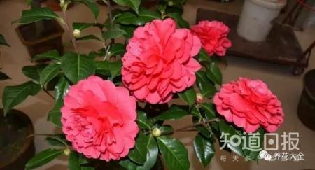 这些花那么好看，却总被你养死，怎么回事