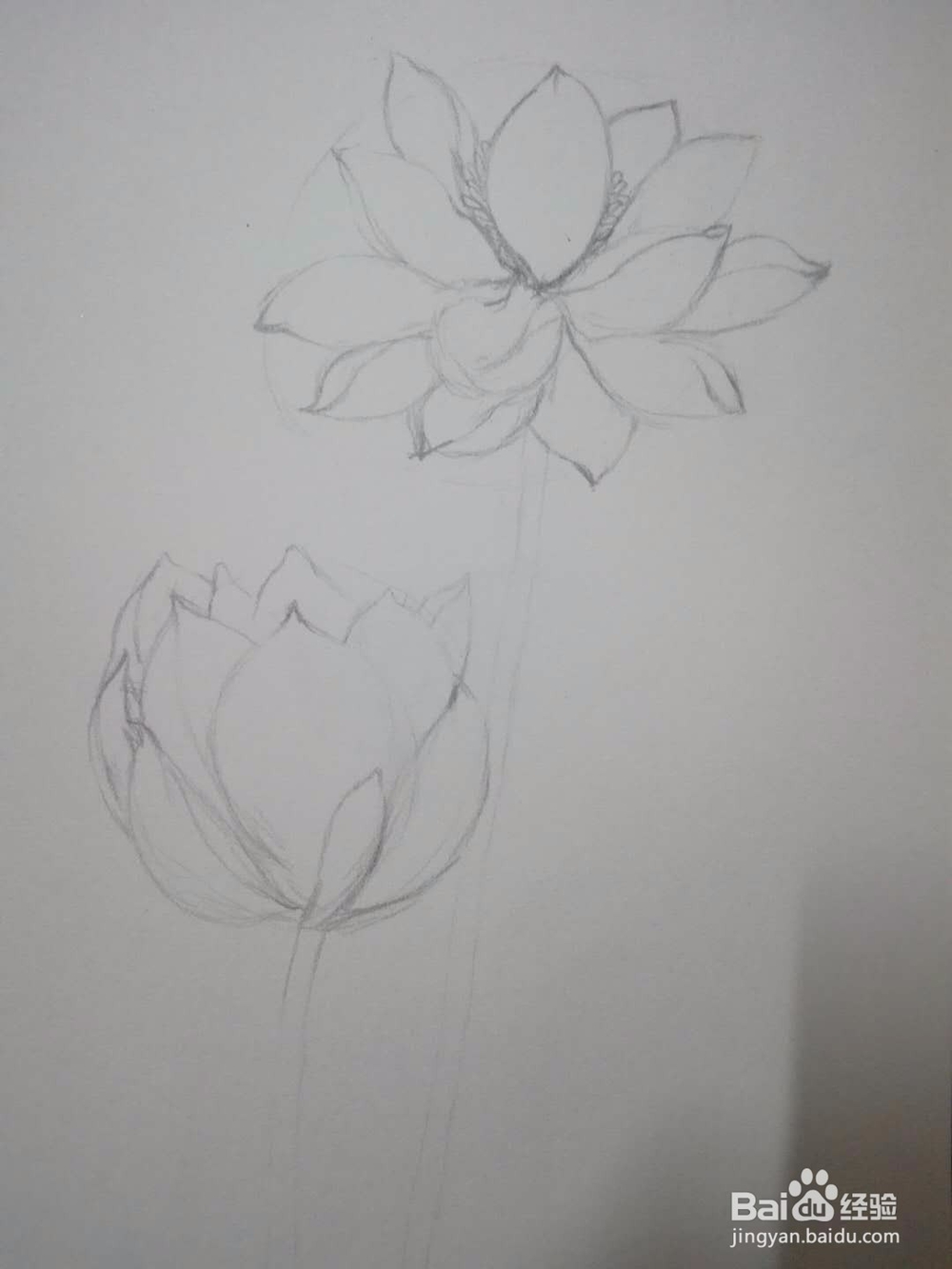 《荷花朵朵》铅笔手绘素描教程