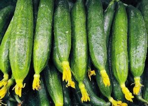 如何选黄瓜和黄瓜有哪些种类?