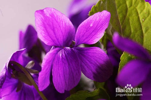 紫罗兰黄叶怎么办？