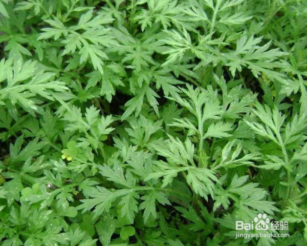 艾草除螨虫的使用方法