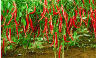 怎么吃辣椒对身体好,吃辣椒的好处与坏处有哪些