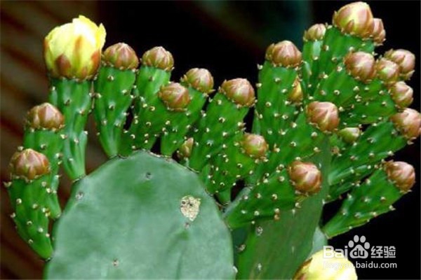 仙人掌的养殖方法和注意事项