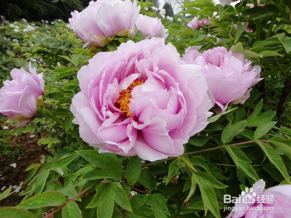 健康养生，快乐之本