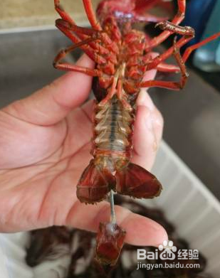 麻辣小龙虾怎么做