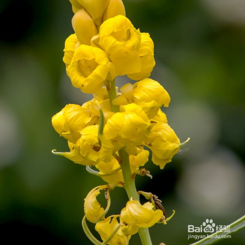 翅荚决明怎么养？