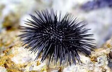 以下哪种海洋生物浑身是刺，有“海中仙人球