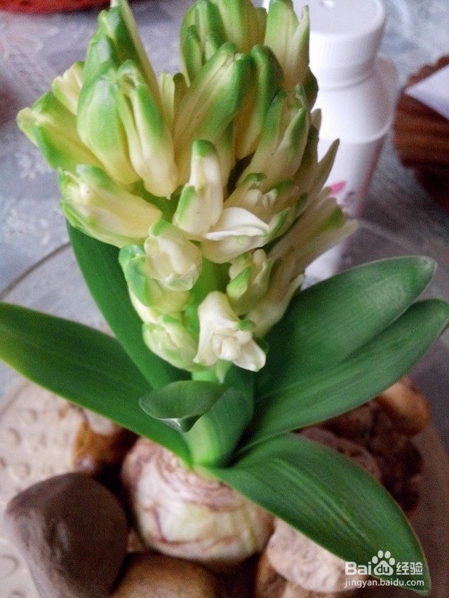 水培风信子——懒人也能让鲜花美美地盛开