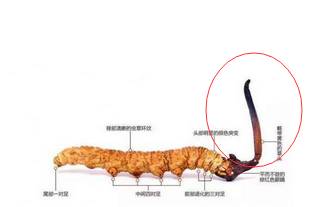 冬虫夏草回收价格高低的区别