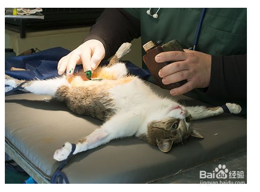 猫咪在绝育手术后应该如何护理