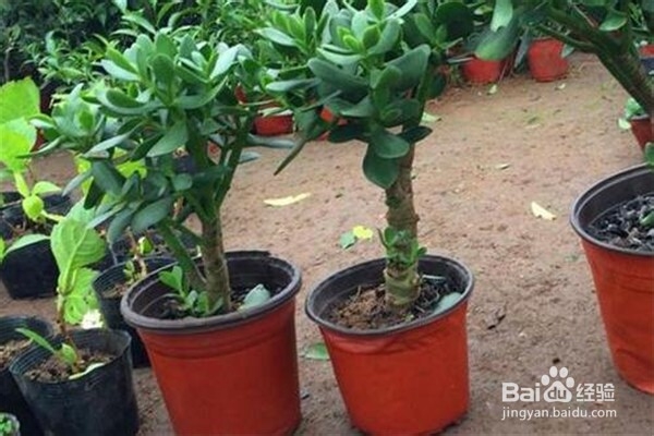 玉树的养殖方法和注意事项都有什么？