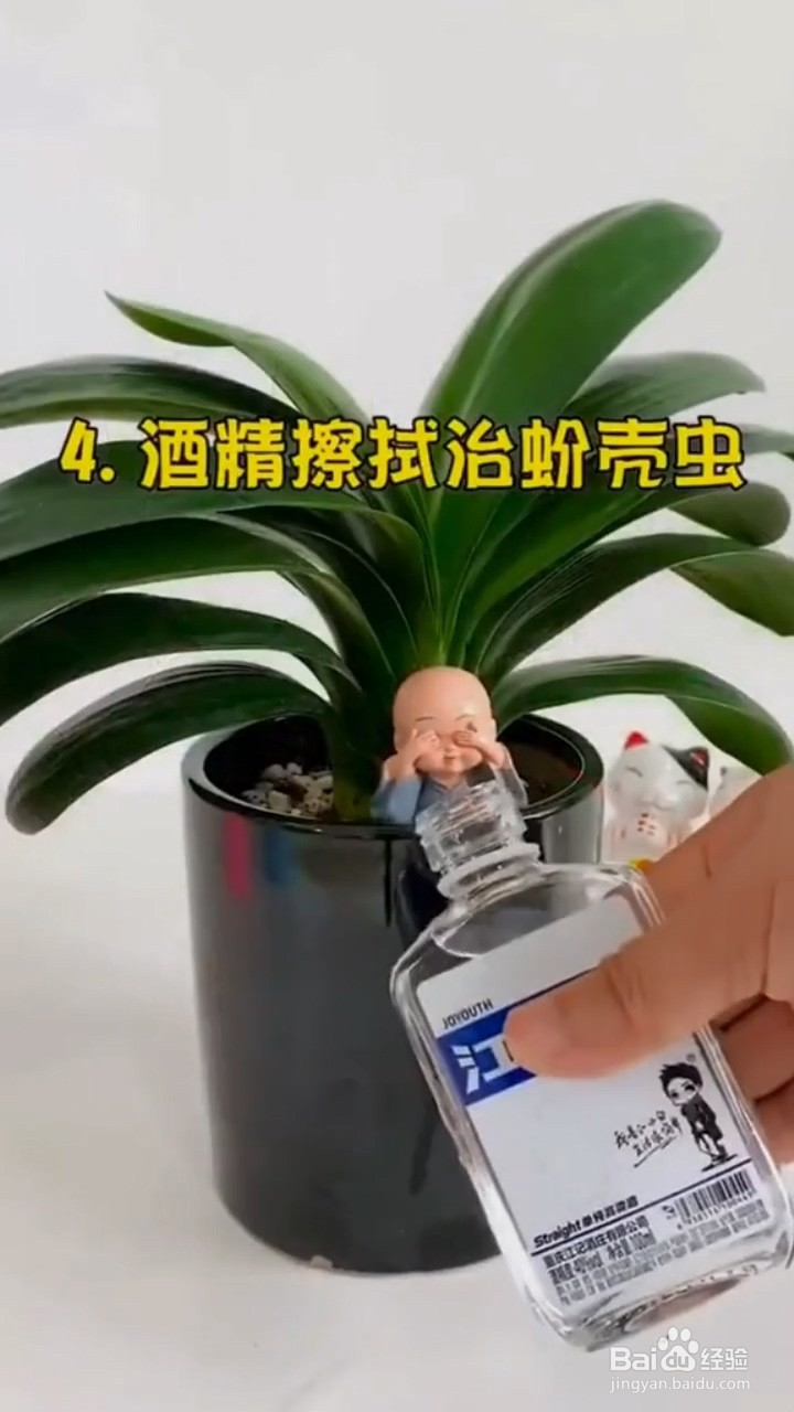 如何去除花盆中的虫子