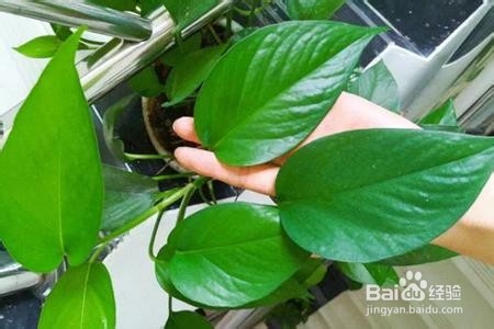 绿萝叶片变大技巧