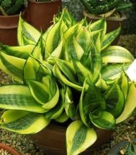 虎皮兰与虎尾兰的区别？