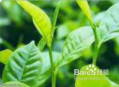 夏季护肤哪些抗衰老养颜方法适合你?