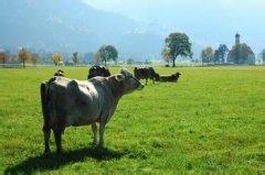 公务员知识学习：[1]数量关系--牛吃草问题