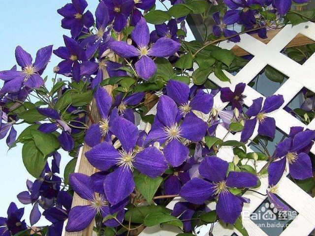 铁线莲用什么办法可以养殖好？