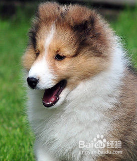 喜乐蒂牧羊犬的饲养方法