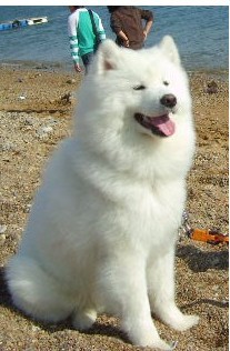 狗狗喝什么水好？狗不喝水我们怎么办