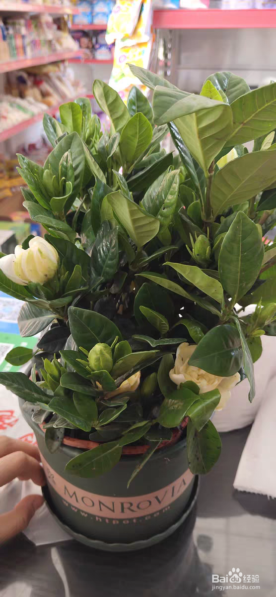 栀子花的养殖方法