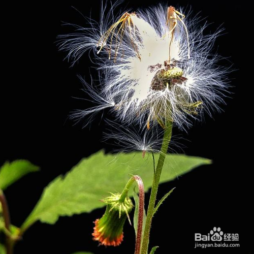 野茼蒿的培育方法和注意事项