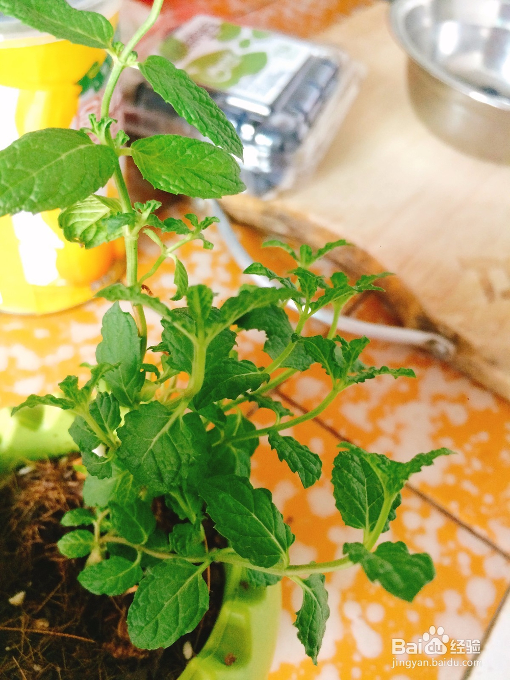 如何制作Detox water--柠檬蜜桃苏打水