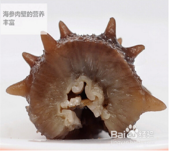 如何区分干海参的好坏