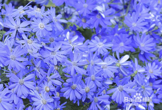 瓜叶菊怎样才能养好?