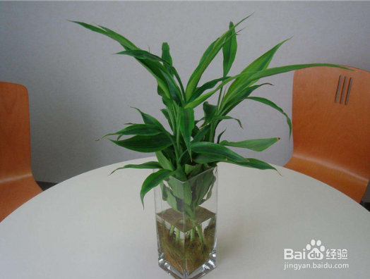 富贵竹生根后怎么养