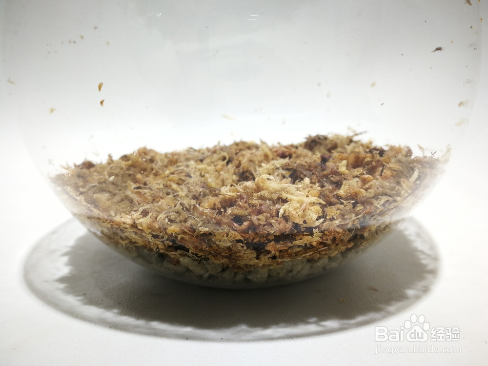 手把手教您制作苔藓微景观