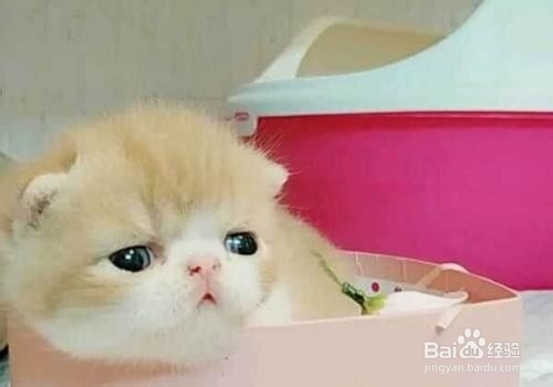 养加菲猫的注意事项
