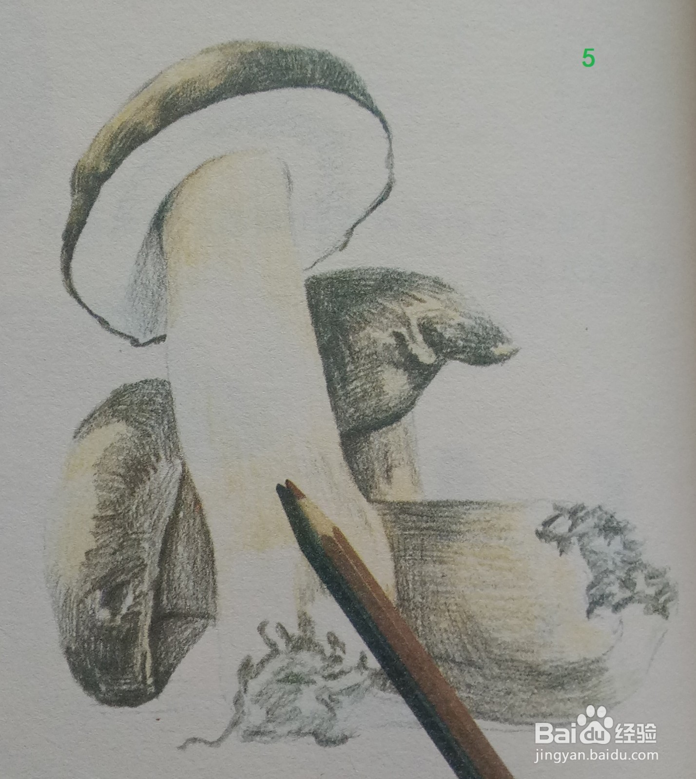 色铅笔绘制蘑菇