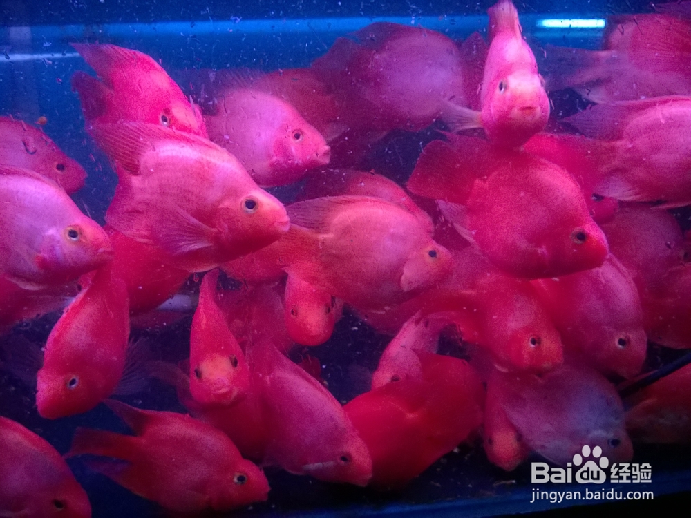 分享下热带鱼血鹦鹉常见病--水酸