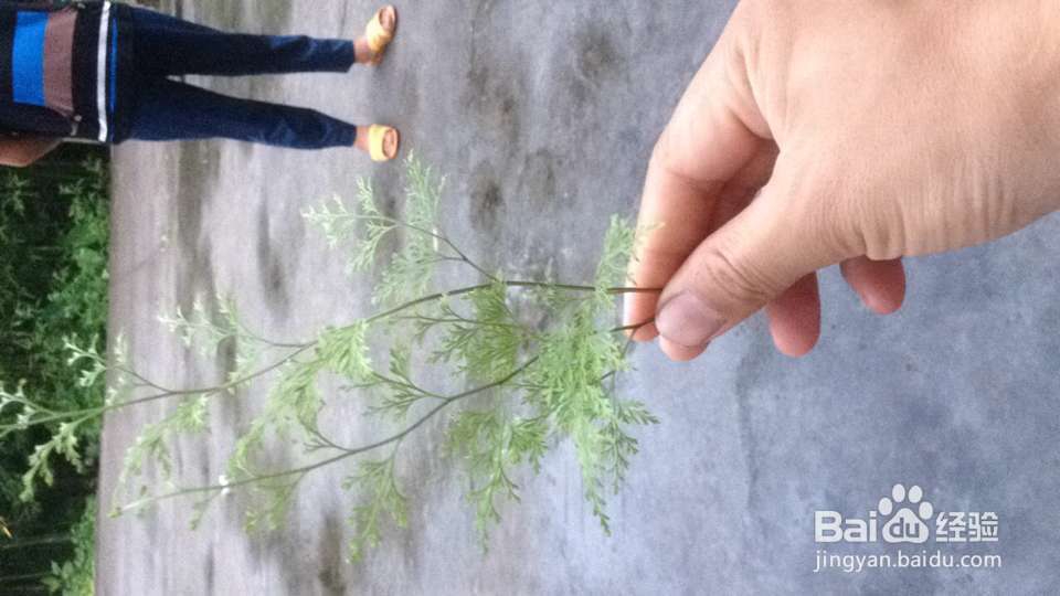 怎样用简单的食疗治好胃病