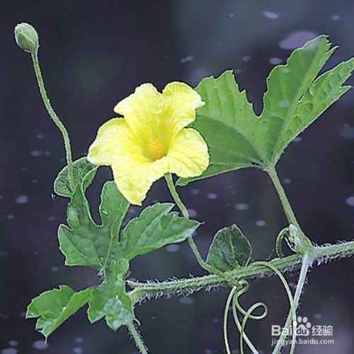 苦瓜的培育方法和注意事项