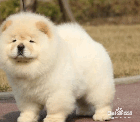 选购松狮犬的8个要点