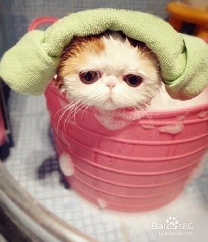怎样给猫咪洗澡