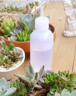 多肉梦露养护方法图例讲解