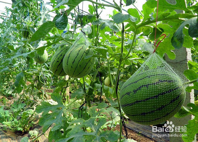 影响西瓜甜度的因素和西瓜增甜膨果的方法