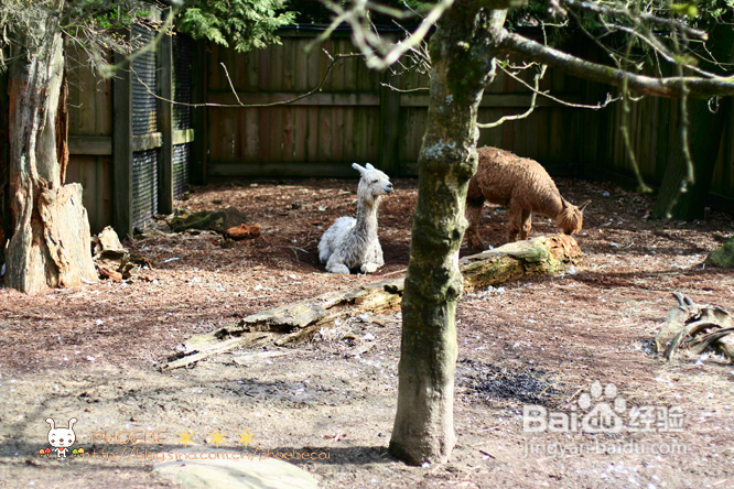 拾海的孩子&亲亲小动物(组图)