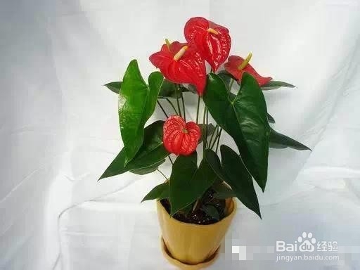 爱好养花,怎么样把花给养护好呢?太全了!赞!