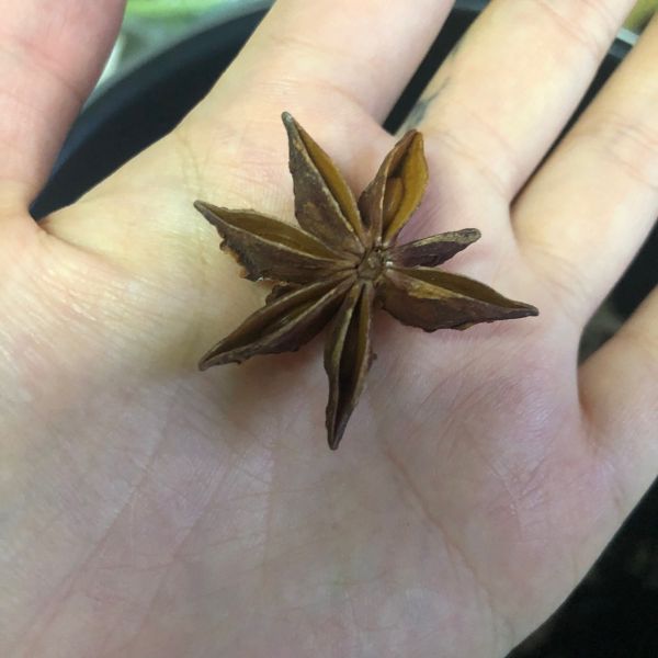 唐海特色叉八带