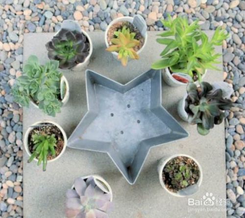 Diy多肉植物星星种植器 百度经验