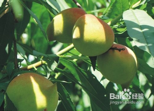 那些水果可以养护头发