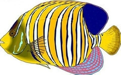 简笔画小鱼儿只需五步