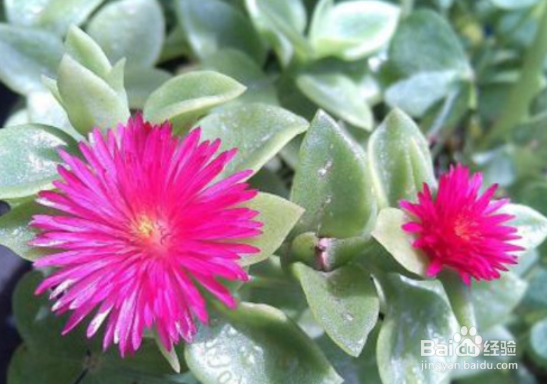 心叶日中花怎么扦插