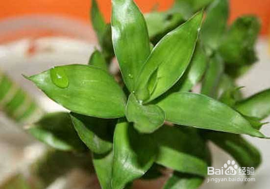 富贵竹的养殖方法和注意事项