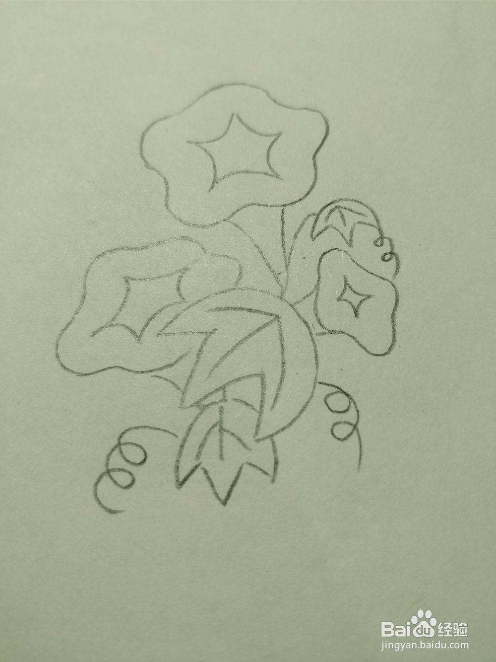 简笔画画卡通牵牛花