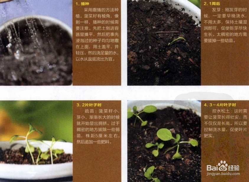菠菜的生长过程示意图图片